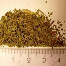 Image of Salvia Divinorum