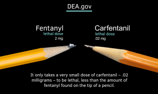 Carfentanil compared to fentanyl